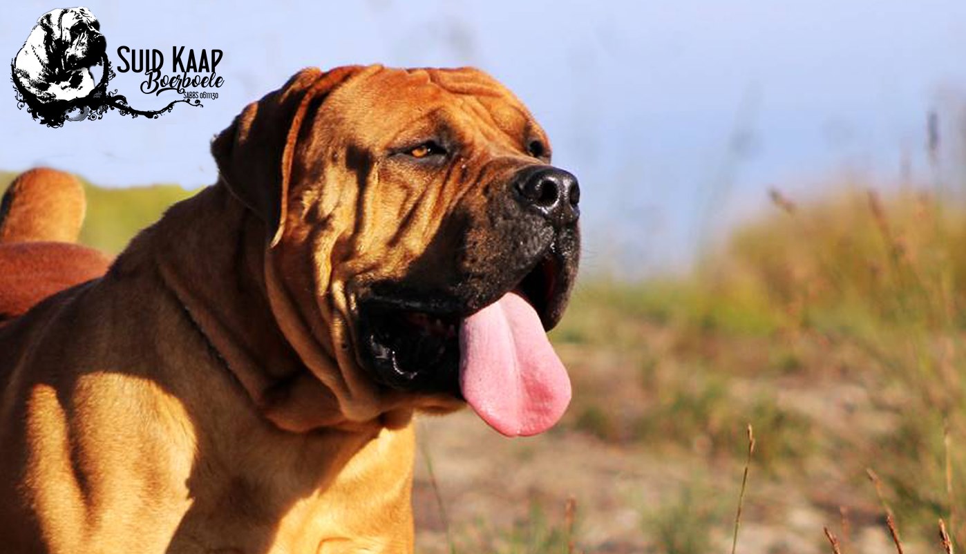 Once you own a boerboel there will never ever be another breed that your heart will belong to.