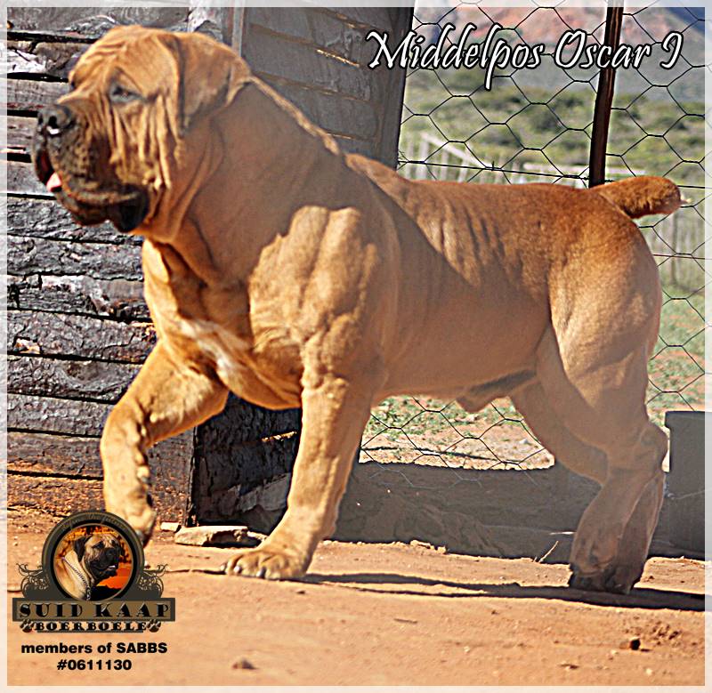 Champion boerboel store